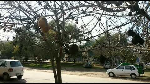 Some Glimps of BZU..