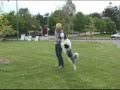 Dog training - 101 Ways To Think Outside The Box - Emily Larlham Dog training - 101 Ways To Think Outside The Box - Emily Larlham