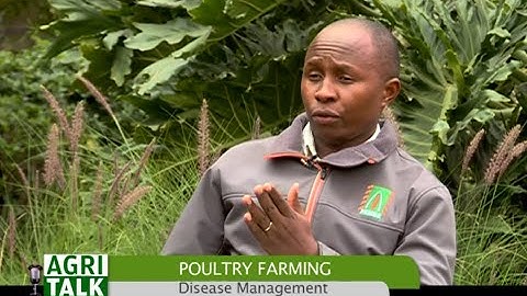 Factors to consider when setting up a Poultry farming business - Part 1