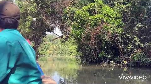 Câu cá ngát dính tôm càng tại mố cầu cao tốc LongThanh!