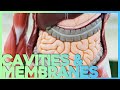Exploring Body Cavities and Their Vital Organs