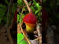 Маслёнок Клинтона (Suillus clintonianus) short #shorts