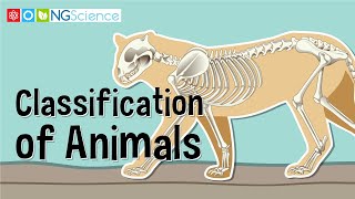 Classification of Animals screenshot 2