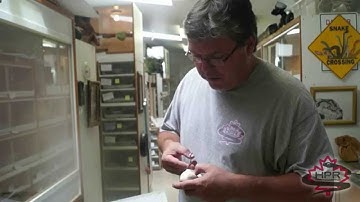 Reptile Ventures No. 10 - Ball python clutch Pastel/clown to Pastel Het. Clown