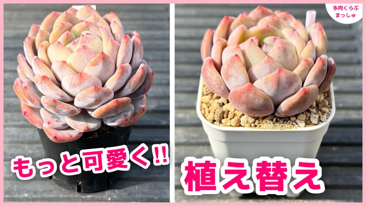 【多肉植物】今も可愛い苗を、もっと可愛くする植え替え