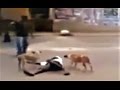 Stray dogs protecting a homeless man!!!