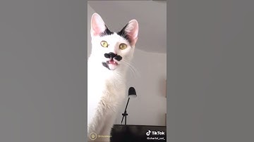 Oh No, Oh No, Oh No No No Song Cat Meme part  2 #ohnocat #catmeme #ohnoohnoohnonono #shorts