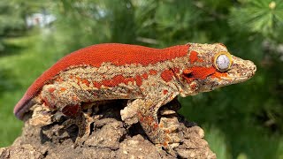The Most Common Health Issue For Gargoyle Geckos And How To Treat It