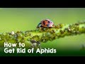 How to Naturally Get Rid of Aphids, White Flies, and Spider Mites