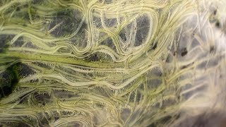 Root health update: 3.71 quarts substrate near zero runoff - light exposed and algae exposed