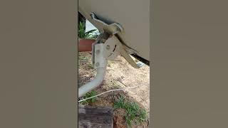 setting dish/ piring mytv Malaysia