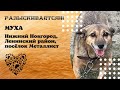 Пропала собака! МУХА. Нижний Новгород, Ленинский район, посёлок Металлист