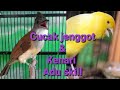 Cucak Jenggot Vs Kenari Gacor Masteran Buat Burung Murai Batu Kesanyangan Lengkap Cek Diskripsi Mp3 - Mp4 Download