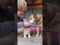飼い犬のことを見えないフリしたら…#shorts