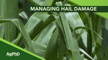 Hail Damage In Crops (From Ag PhD Show #1105 - Air Date 6-9-19)