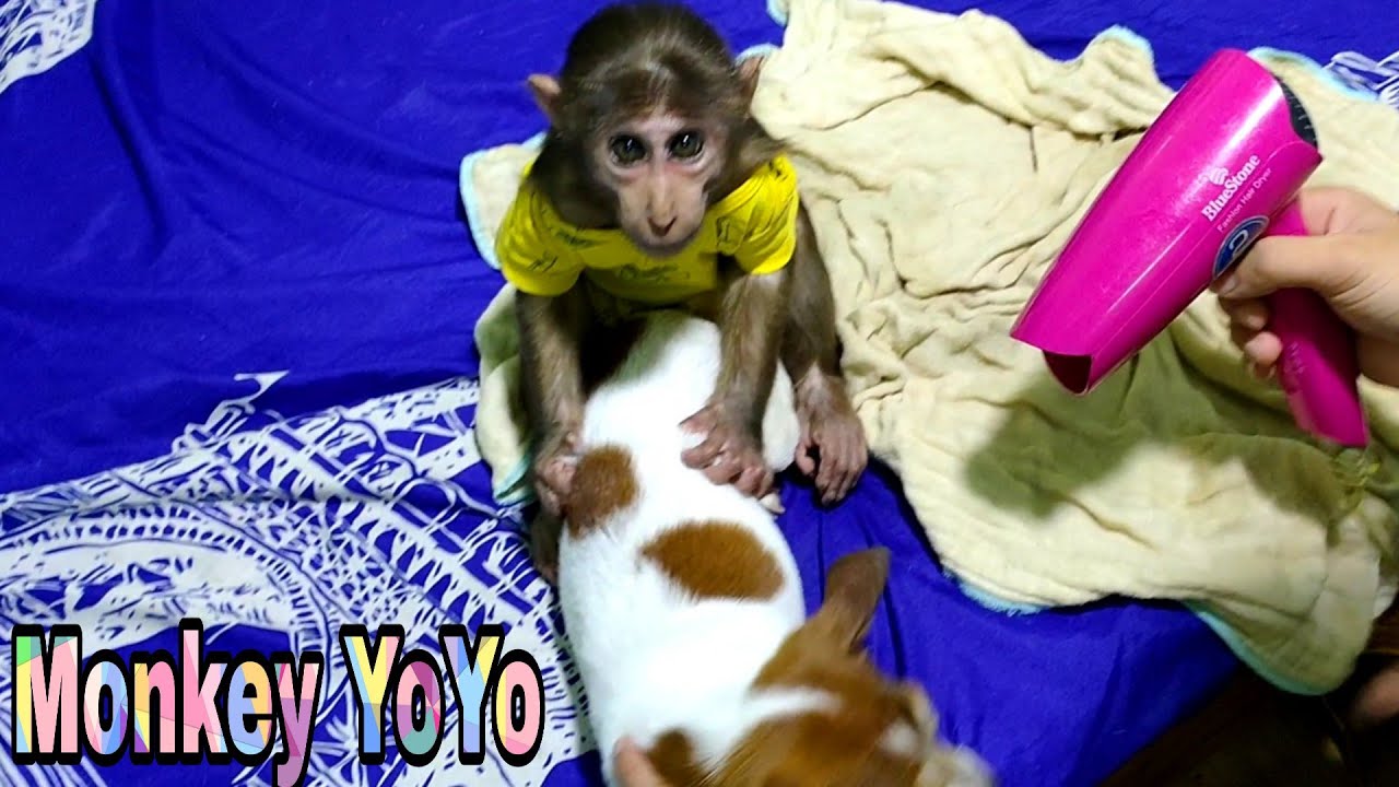 Monkey YoYo JR helps Dad take care of Milk dog. Monkey Baby YoYo YouTube