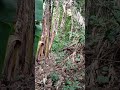 DRONE S8S 🚀 TREINANDO DENTRO DA TRILHA