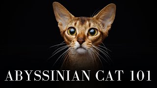 Abyssinian Cat 101  Everything You Need to Know