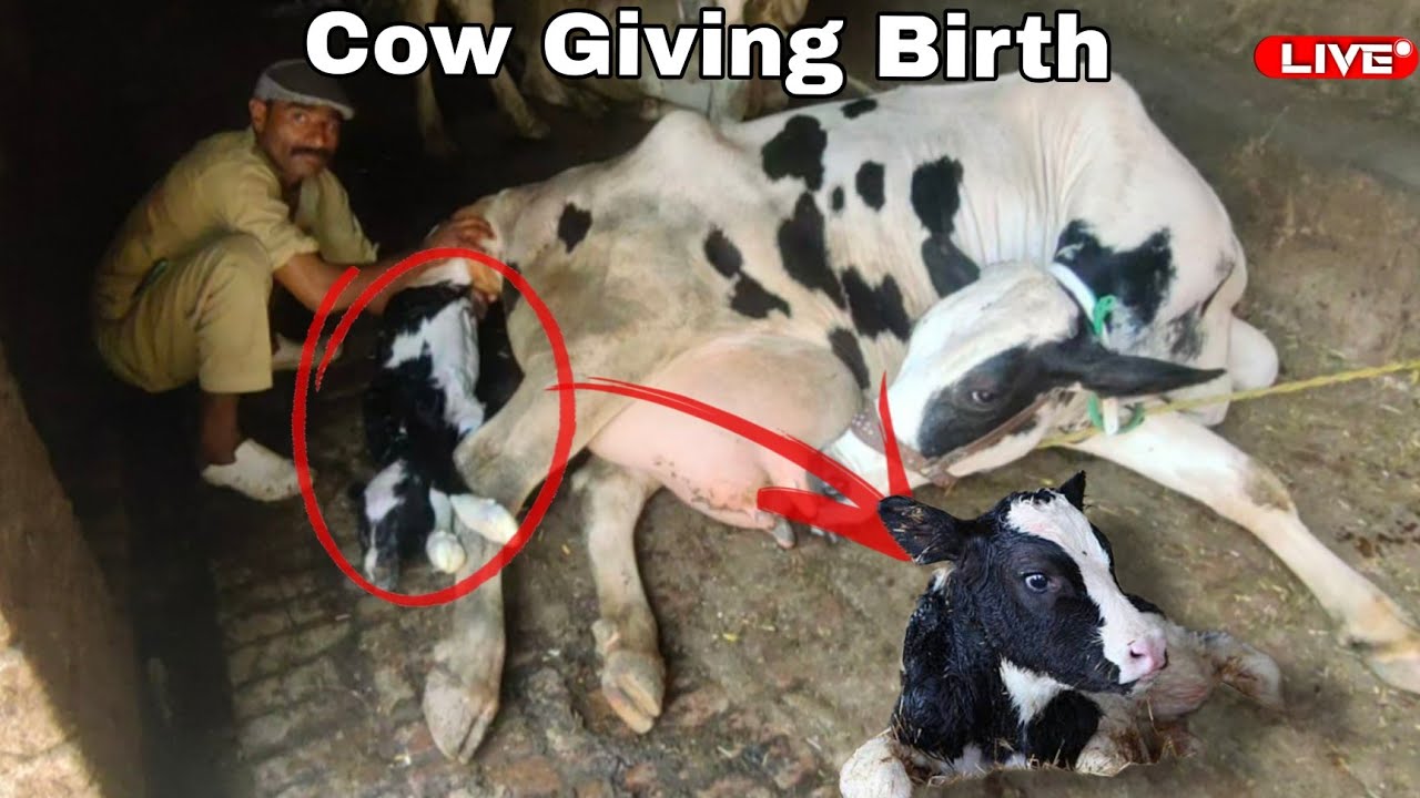 Cow Giving Birth To Lovely Male Calf ️ | Beautiful Video | Must Watch ...