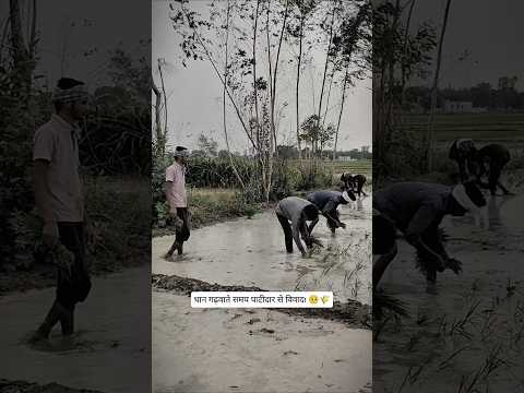 A Dispute Broke Out While Threshing Paddy! 🥺🌾 | #shorts #youtubeshorts #ytshorts #funny #villagelife