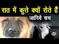 क्यूँ रोते हैं कुत्ते ? क्या सच में उन्हें दिखता है भूत जानिए | Knowledge in hindi