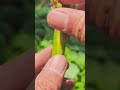 How to successfully side grafting avocado tree #avocadografting #graftingtechniques #graftingplants