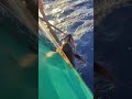 【海釣り】これだからルアーは辞められん！強烈な引きがマジで最高すぎて脳汁出たww