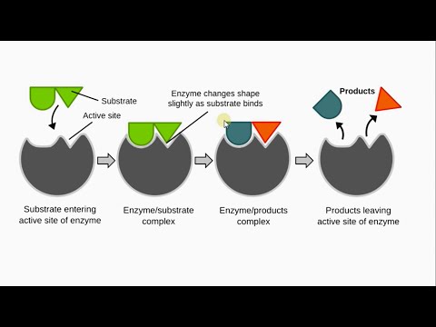 Как работают ферменты