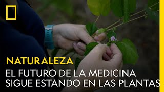 El futuro de la medicina sigue estando en las plantas | NATIONAL GEOGRAPHIC ESPAÑA by National Geographic España 3,208 views 11 months ago 2 minutes, 17 seconds