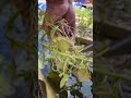 Watercress 🌱🌱 #watercress #wasserkresse #greenhouse #gewächshaus #garden #food #homemadefood