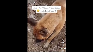 الرحمون يرحمهم الله فيديو حزين 😔ومبكي 😭 #عبدالرحمن_مسعد_تلاوة_جديدة
