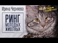 Глазами животных #319. Ирина Черняева. Ринг молодых животных.