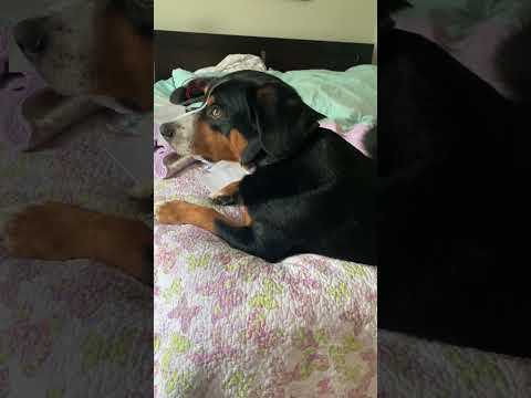 Video: Chó núi Entlebucher