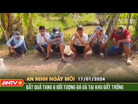 An ninh ngày mới ngày 17/1: Đột kích khu đất trống, bắt 6 đối tượng tụ tập đá gà ăn tiền ở Vĩnh Long