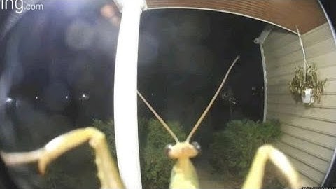 Bugs Make The World Go Round