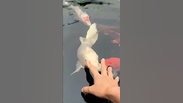 Cha để tay lên không con cá cắn tay bây giờ #shortvideo