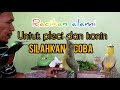 Ramuan Alami Untuk Pleci Dan Konin Mp3 - Mp4 Download