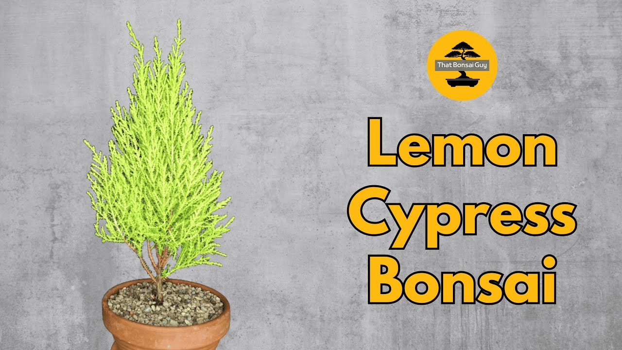 Lemon Cypress Bonsai Training