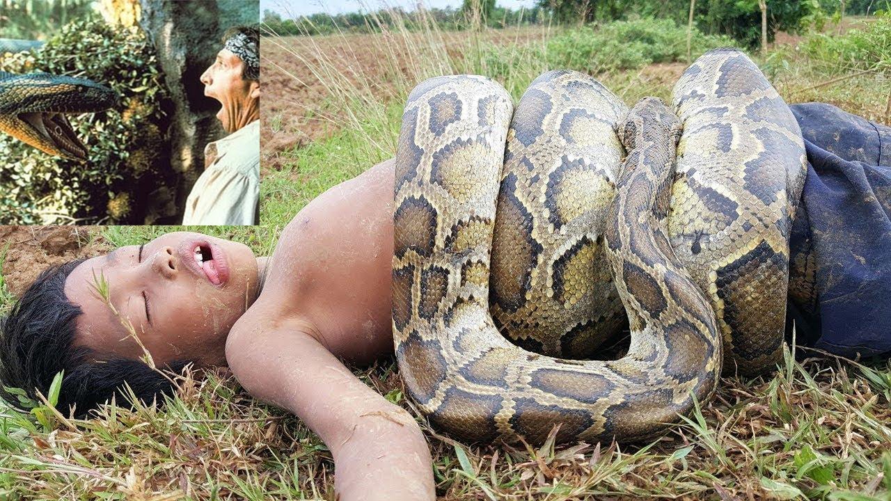 Anaconda kill a Man,Anaconda Attacks on Human Caught on Camera - YouTube.
