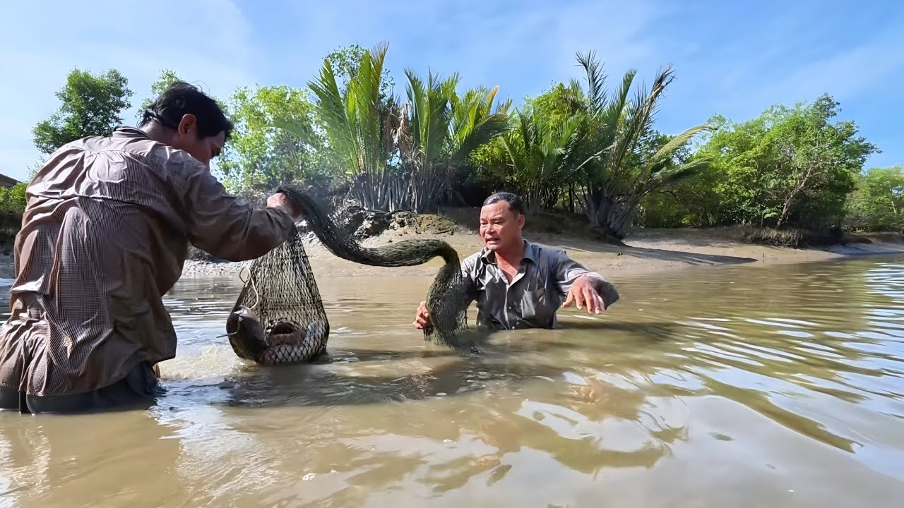 Mùng 2 Tết Cùng Thầy Ba Đi Mò Cá Ngát || Giang Ca # 106