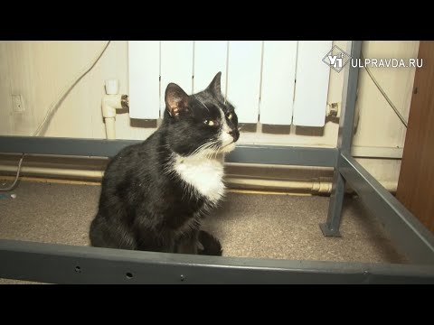 Спасенный в Ульяновске кот в мешке стал заместителем министра по охране животного мира