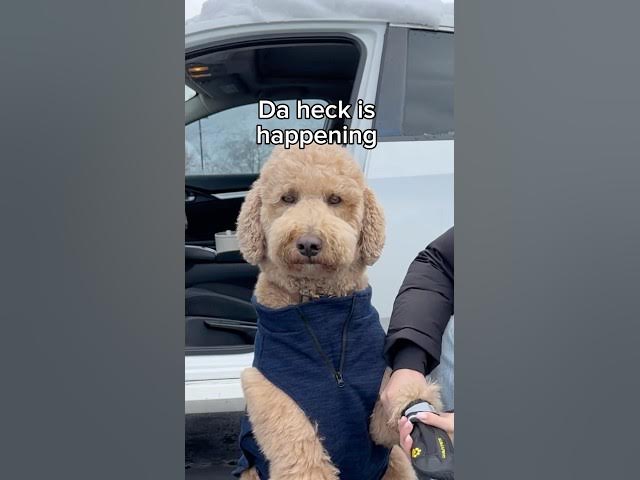 At least we tried #dogs #dogcomedy