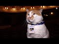 Главный гость легендарного крымского театра: кот Мостик на генеральной репетиции спектакля
