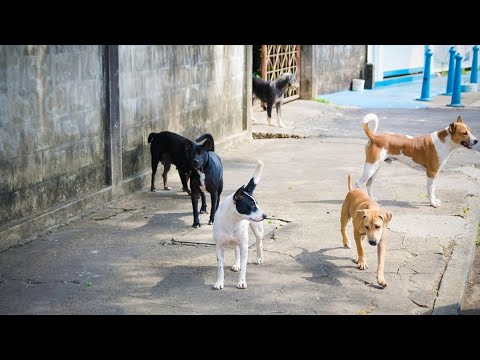 Los perros comunitarios en Chile: ¿son protegidos por la ley 21. 020?