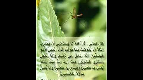 آيات من سورة البقرة بصوت الشيخ احمد العجمي (ان الله لا يستحي ان يضرب مثلا ما بعوضة)