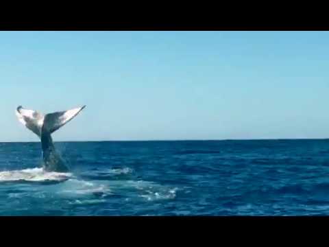 humpback whales mating Baby and Mama Whale showing off- Maui, Hawaii
