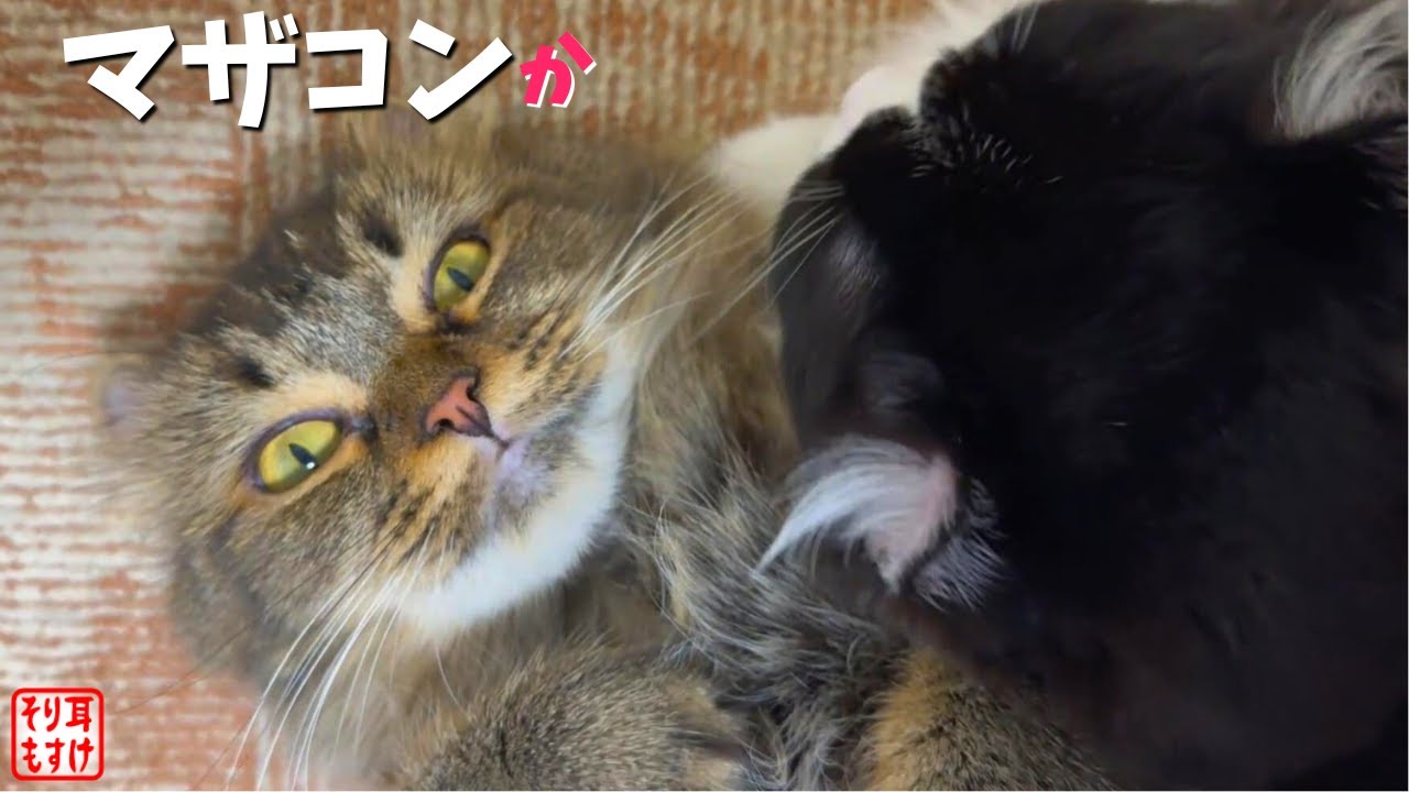 いつも甘えない娘が赤ちゃん返りしてまさかの動きw