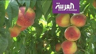 فوائد البرقوق.. لن تصدق!