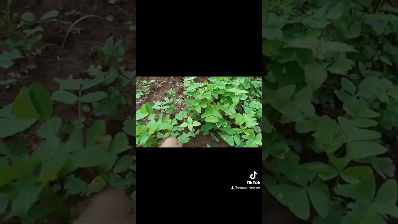 Womesa Emana - Chuga emana enukyee