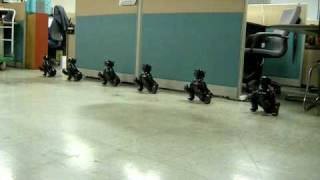 gee - Robot Dancing Team(Genibo)